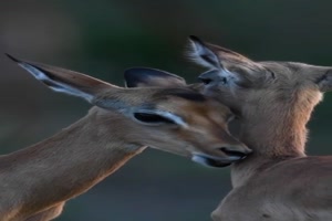Liebevolle-Rehe.mp4 auf www.funpot.net