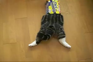 Katze-hat-Spaß-mit-dem-Karton.mp4 auf www.funpot.net