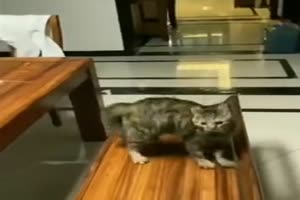 Lustiger Katzen-Sprung
