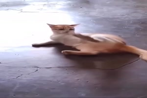 Witzige-Katzen.mp4 auf www.funpot.net