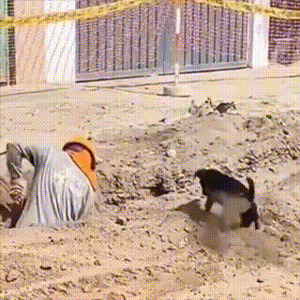 Hund hilft fleißig mit