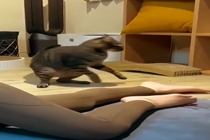 Katzen-bauen-Mist.mp4 auf www.funpot.net