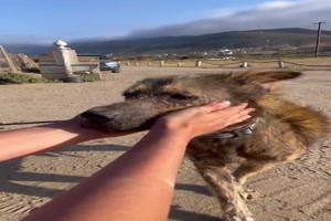 Hund-gerettet.mp4 auf www.funpot.net