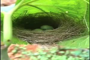 Mini-Nest.mp4 auf www.funpot.net