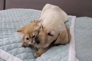 Hund und Katze freunden sich an