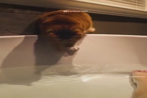 Katzen und Badewannen