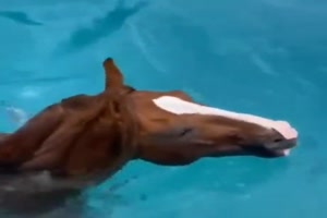 Pferd soll eine Runde schwimmen
