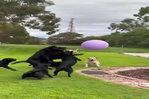 Hunde spielen mit dem Luftballon