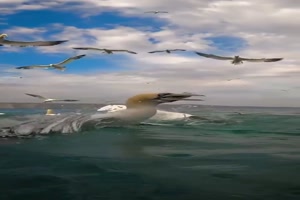 Vogel fngt Fisch