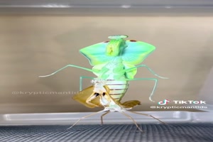 Beeindruckendes-Insekt.mp4 auf www.funpot.net