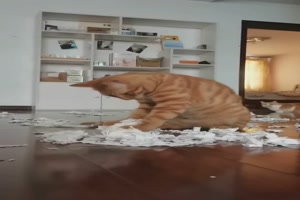 Katze-ist-schwer-beschäftigt.mp4 auf www.funpot.net