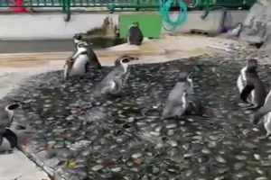 Die Pinguine werden bespat