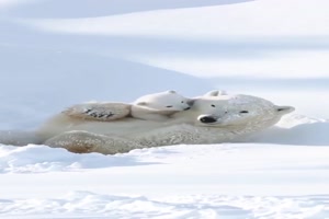 Eisbären-Idylle.mp4 auf www.funpot.net