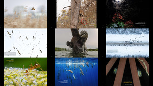 Nature inFocus Photography Awards 2023 - Winners (Single)