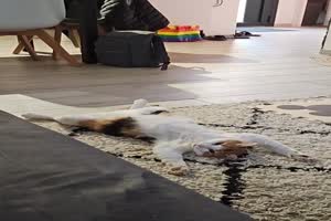 Katze-entspannt-sich.mp4 auf www.funpot.net