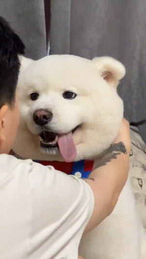 Teddy-Hund