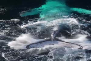 Wal aus der Drohnenperspektive