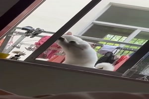 Katze ffnet Fenster