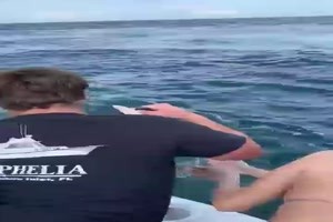 Hund aus dem Meer gerettet