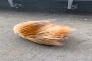 Hund im Wind
