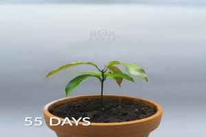Pflanzenwachstum im Zeitraffer