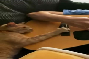 Gitarre spielen mit der Katze