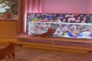 Katze vor dem Fernseher
