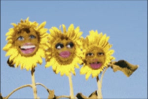Singende Sonnenblumen