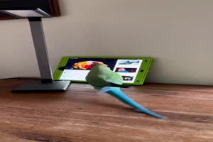 Mind-Blowing Parrot Shows Off High-Tech Tablet Talents