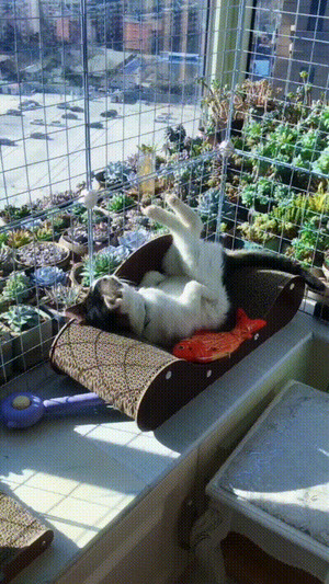Katze sieht entspannt aus