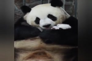 Niedliche Pandabren