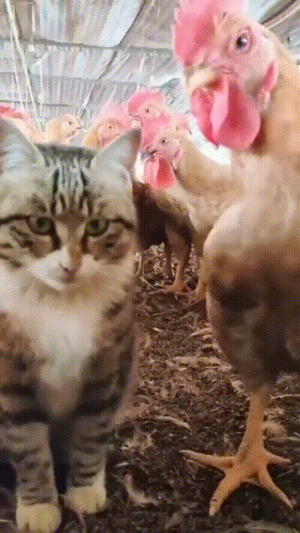 Besondere tierische Freundschaft
