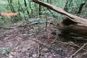 Gleithörnchen verlassen ihr Zuhause