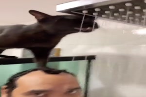 Katze in der Dusche
