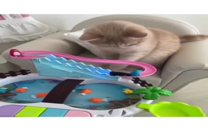 Katze mit tollem Spielzeug