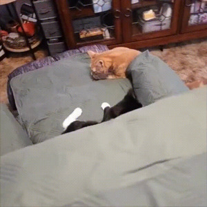 Katzen haben Spaß