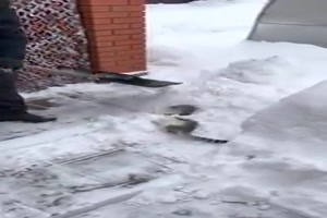 Katze liebt den Schnee