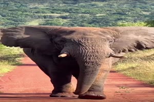 Schner Elefant