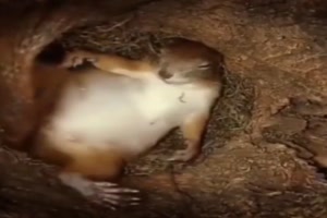 Eichhörnchen-Höhle.mp4 auf www.funpot.net