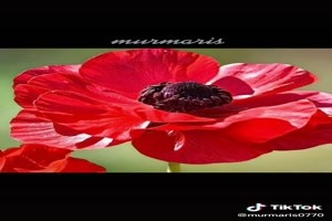 Poppies - Mohnblumen
