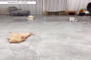 Katzen spielen Ball