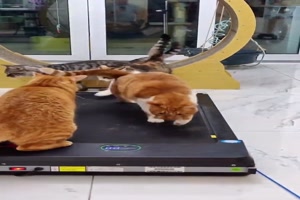 Katzen und ein Laufband