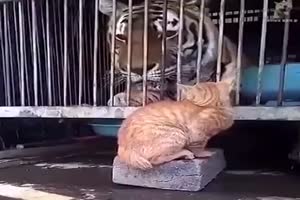 Mutige Katzen