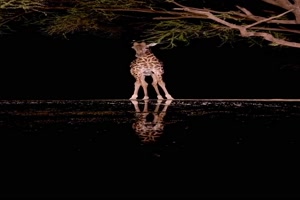 Wunderschnes Giraffen-Video