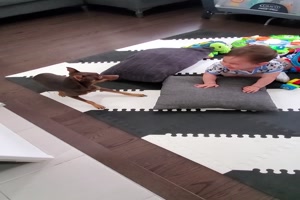 Hund-spielt-mit-Baby.mp4 auf www.funpot.net