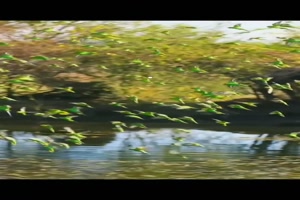 Vogelschwarm.mp4 auf www.funpot.net