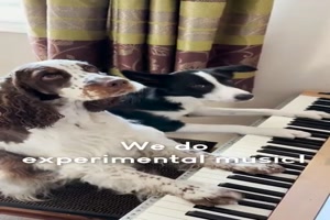 Hunde spielen Klavier