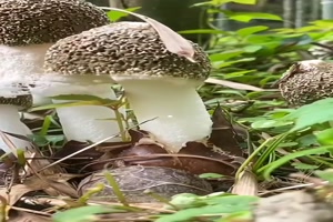 Schöne-Pilze.mp4 auf www.funpot.net