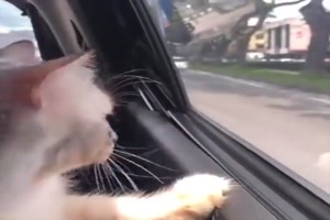 Katze zhlt Fahrzeuge