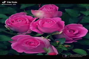 Prachtige rozen video - Wunderschnes Rosenvideo